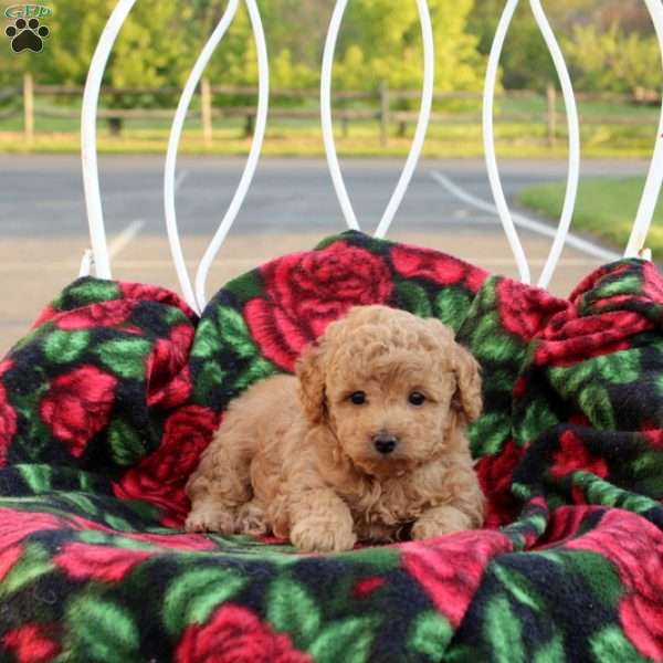Nana, Toy Poodle Puppy